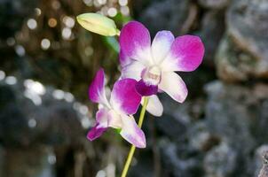 een Purper en wit orchidee groeit in voorkant van een rots foto