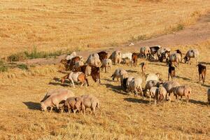 een kudde van vee begrazing in een veld- foto