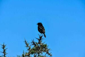 een zwart vogel zittend Aan top van een boom foto