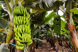 bananen groeit in een banaan plantage foto