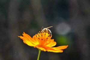 een bij Aan een oranje bloem met een wazig achtergrond foto