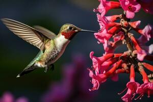 ai gegenereerd vrouw robijnkeel kolibrie in vlucht met roze bloemen, anna's kolibrie volwassen mannetje zweven en nippen nectar, ai gegenereerd foto