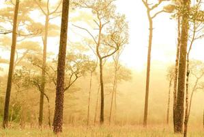 pijnboom op berg met mist bij phu soi dao nationaal park, uttaradit, thailand foto