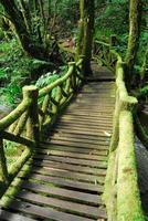 houten brug naar de jungle-achtergrond foto