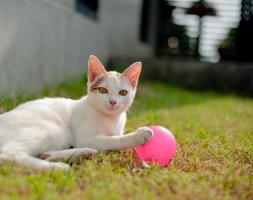 schattige kat die roze bal speelt in het groene gras foto