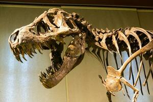 tyrannosaurus rex fossiel. oud t-rex skelet in museum. foto