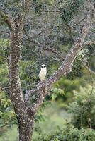 lachend valk, herpetotheres cachinnans, serra da canastra nationaal park, minas gerais, Brazilië foto