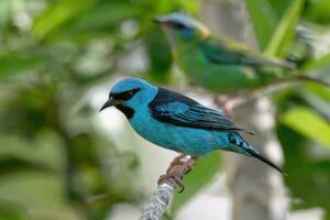 mannetje blauw dacnis, dacnis cayana Aan een tak, serra da canastra nationaal park, minas gerais, Brazilië foto