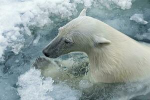 ursus maritimus, polair beer zwemmen door pak ijs, Spitsbergen archipel, Noorwegen foto