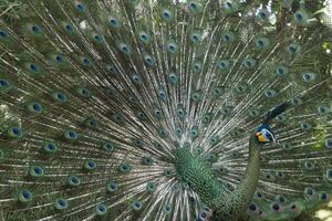 Java groen pauw, pavo muticus, Bali vogel park, Indonesië foto