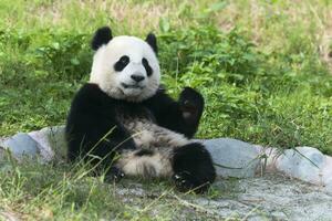twee jaren oud jong reusachtig panda, ailuropoda melanoleuca chengdu, Sichuan, China foto
