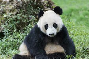 volwassen reusachtig panda, ailuropoda melanoleuca, chengdu, Sichuan, China foto