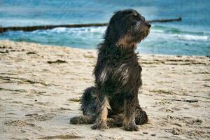 goldendoodle hond zit Aan de strand van de Baltisch zee. zwart en bruinen jas. golfbreker foto