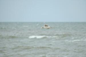 zeemeeuw vliegt over- de Baltisch zee Aan de kust in voorkant van de strand. dier foto