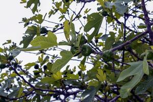 gemeenschappelijk fig takken met nieuw bladeren en onrijp fruit tegen blauw lucht - Latijns naam - ficus carica foto