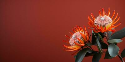 ai gegenereerd tropisch oranje protea bloem Aan een donker roze achtergrond. elegant achtergrond, ruimte voor tekst foto