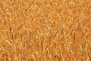 tarwe veld. oren van gouden tarwe dichtbij omhoog. mooi natuur zonsondergang landschap. landelijk landschap onder schijnend zonlicht. achtergrond van rijpen oren van weide tarwe veld. foto