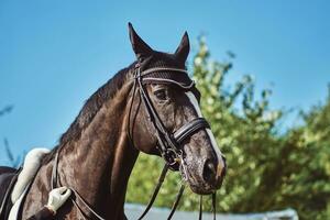 vrouw jockey met zijn paard foto