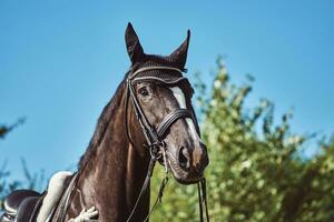 vrouw jockey met zijn paard foto