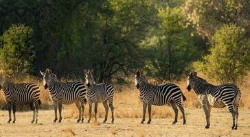 zebra's in hun leefgebied op zoek naar de camera, vijf zebra's in een Zambiaanse nationaal park, portretten van zebra in hun leefgebied foto