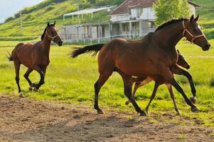 een paard rennen met een baby paard foto