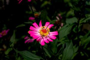 mooi pink zinnia bloem foto