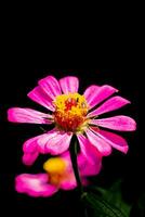 mooi pink zinnia bloem foto