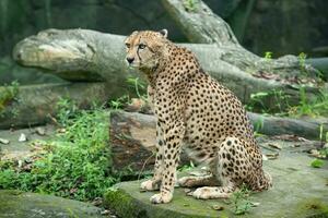 noordoosten Afrikaanse Jachtluipaard of acinonyx jubatus soemmeringii foto