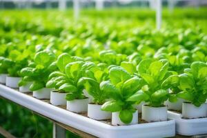 ai gegenereerd landbouw groei gezond tuinieren fabriek cultiveren agrarisch toenemen hydrocultuur groente foto