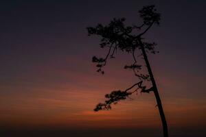 silhouet van pijnboom boom Bij zonsopkomst. abstract natuur landschap achtergrond. foto