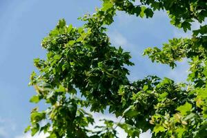 een boom met groen bladeren en blauw lucht foto
