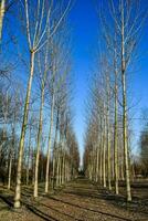 een rij van kaal bomen in een veld- foto