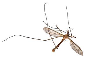 grote dode echte kraanvlieg, tipula paludosa, ligt op zijn rug foto