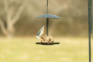 deze schattig weinig boomklever kwam uit naar de vogelzaad taart voor sommige voedsel. deze vogel heeft een grijs en zwart lichaam met een wit gezicht. de voedsel is hangende Aan een zwart metaal stellage. foto