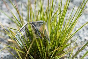 contant geld in de gras. verloren geld in de gras foto