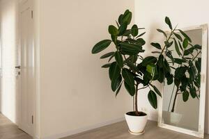 groen tropisch planten in licht kamer. huis decoratie foto