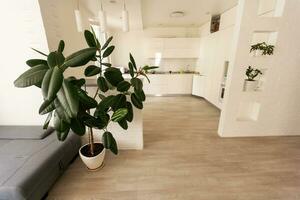 groen tropisch planten in licht kamer. huis decoratie foto