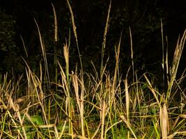 wild gras in de landschap met weinig diepte van veld- ai generatief foto