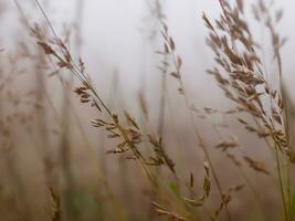 wild gras in de landschap met weinig diepte van veld- ai generatief foto