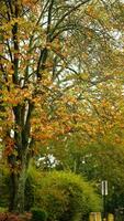 de kleurrijk en mooi bladeren Aan de bomen in herfst foto