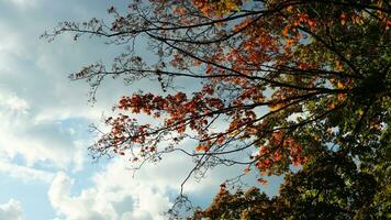 de kleurrijk en mooi bladeren Aan de bomen in herfst foto