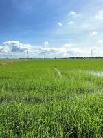 rijst- velden, groen rijst- in Thailand foto