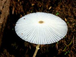 wit paddestoel in de regenwoud, dichtbij omhoog van een mooi paddestoel foto