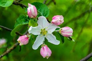 fotografie Aan thema mooi fruit Afdeling appel boom met natuurlijk bladeren onder schoon lucht foto