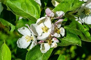 fotografie Aan thema mooi fruit Afdeling appel boom met natuurlijk bladeren onder schoon lucht foto