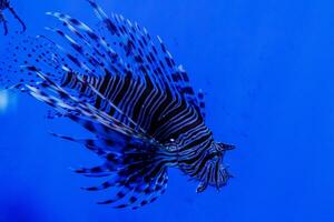 vis koraalduivel - zebra, pterois volitans foto