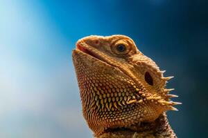 mooi hagedis gebaard agama, pogona vitticeps foto