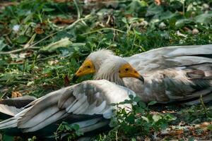 gemeenschappelijk gier neophron percnopterus foto