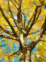 hoog hoek visie van ginkgo boom met vol van geel bladeren Aan de takken foto