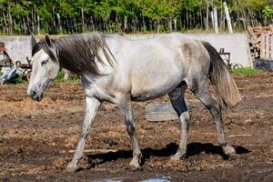 een paard is wandelen in de aarde foto